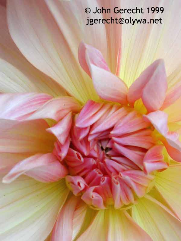 Dahlia closeup